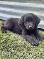 Sparrow, a male Newfoundland and Golden Retriever for sale in Conroe, TX – 5 of 9