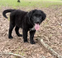 Clay, a male Great Pyrenees and Newfoundland for sale in Conroe, TX – 4 of 10