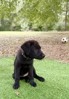 Starflight, a female Great Pyrenees and Newfoundland for sale in Conroe, TX – 4 of 9