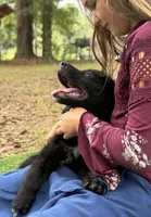 Clay, a male Great Pyrenees and Newfoundland for sale in Conroe, TX – 3 of 10