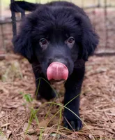 Clay, a male Great Pyrenees and Newfoundland for sale in Conroe, TX – 6 of 10