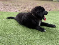 Clay, a male Great Pyrenees and Newfoundland for sale in Conroe, TX – 8 of 10
