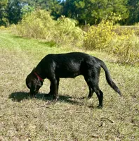Rosie, a female Great Pyrenees and Newfoundland for sale in Conroe, TX – 10 of 10