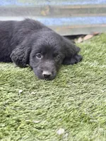 Sparrow, a male Newfoundland and Golden Retriever for sale in Conroe, TX – 4 of 9