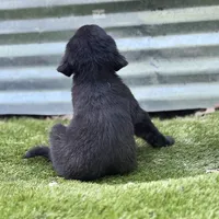 Sparrow, a male Newfoundland and Golden Retriever for sale in Conroe, TX – 2 of 9
