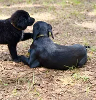 Clover, a male Newfoundland and Golden Retriever for sale in Conroe, TX – 7 of 10