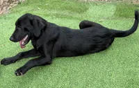 Preacher, a male Newfoundland and Golden Retriever for sale in Conroe, TX – 4 of 6