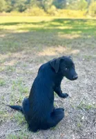 Rosie, a female Great Pyrenees and Newfoundland for sale in Conroe, TX – 7 of 10
