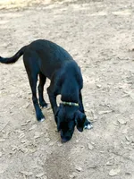 Clover, a male Newfoundland and Golden Retriever for sale in Conroe, TX – 9 of 10