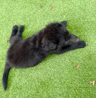 Clay, a male Great Pyrenees and Newfoundland for sale in Conroe, TX – 5 of 10