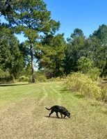 Rosie, a female Great Pyrenees and Newfoundland for sale in Conroe, TX – 9 of 10