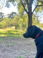 Rosie, a female Great Pyrenees and Newfoundland for sale in Conroe, TX – 6 of 10