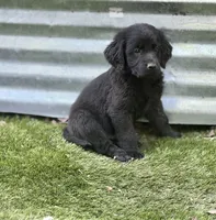 Sparrow, a male Newfoundland and Golden Retriever for sale in Conroe, TX – 3 of 9