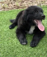 Clay, a male Great Pyrenees and Newfoundland for sale in Conroe, TX – 9 of 10