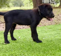 Starflight, a female Great Pyrenees and Newfoundland for sale in Conroe, TX – 8 of 9