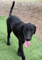 Preacher, a male Newfoundland and Golden Retriever for sale in Conroe, TX – 5 of 6