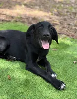 Clover, a male Newfoundland and Golden Retriever for sale in Conroe, TX – 8 of 10
