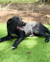 Clover, a male Newfoundland and Golden Retriever for sale in Conroe, TX – 6 of 10