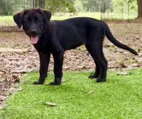 Starflight, a female Great Pyrenees and Newfoundland for sale in Conroe, TX – 3 of 9