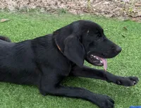 Preacher, a male Newfoundland and Golden Retriever for sale in Conroe, TX – 3 of 6