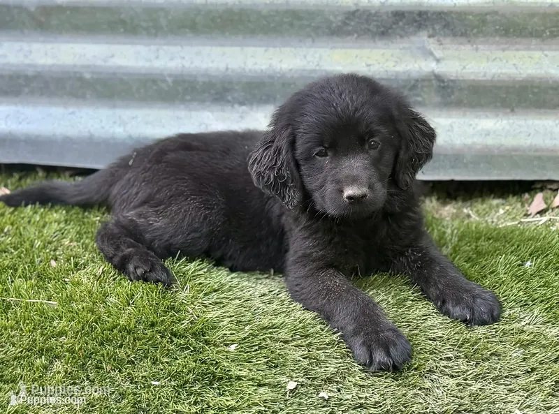 Sparrow – Newfoundland, Golden Retriever puppy for sale in Conroe, TX