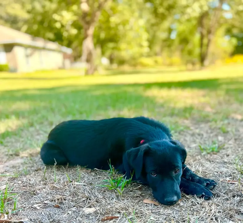 Rosie – Great Pyrenees, Newfoundland puppy for sale in Conroe, TX