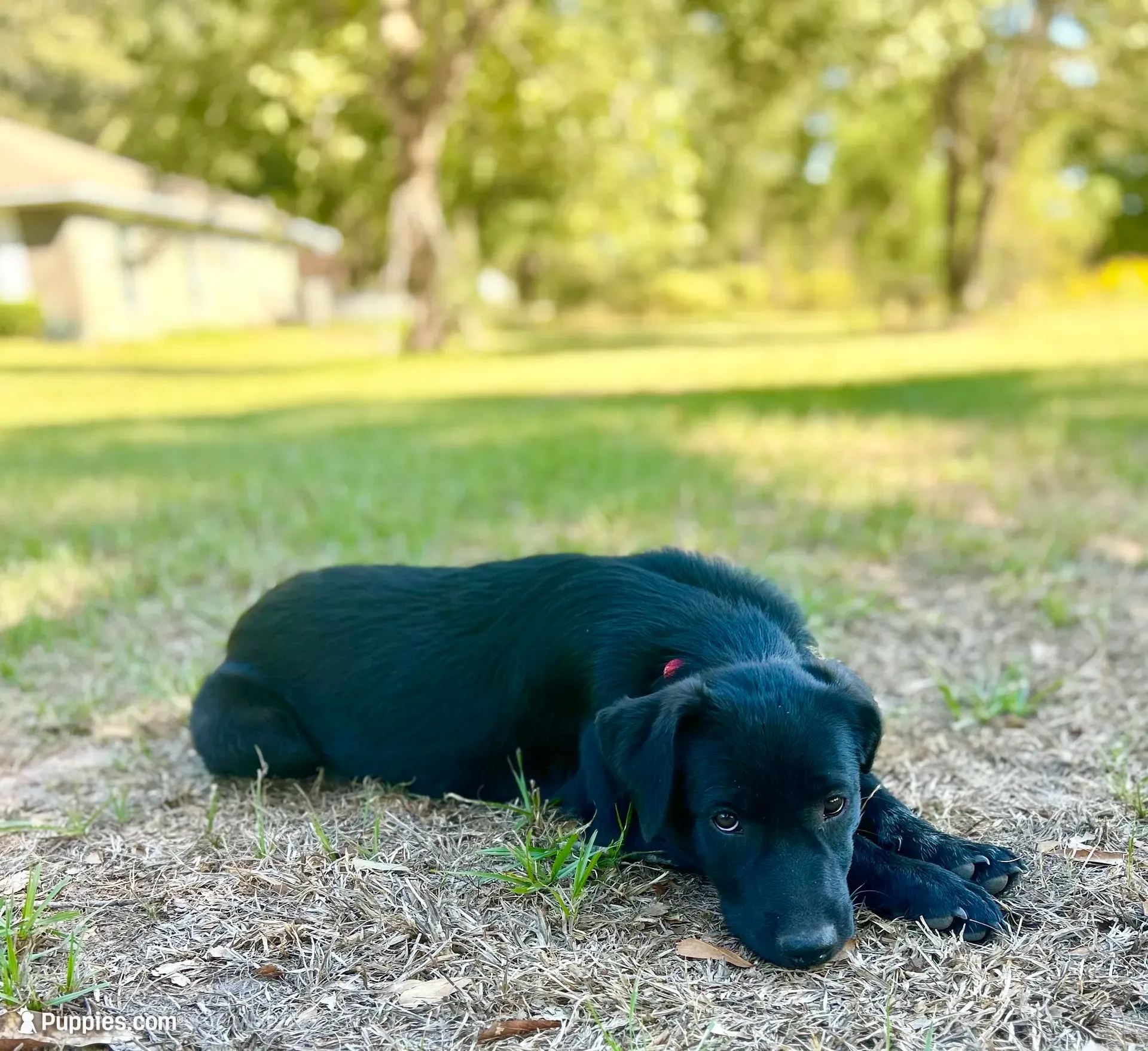 Rosie, a female Great Pyrenees and Newfoundland for sale in Conroe, TX – 2 of 10
