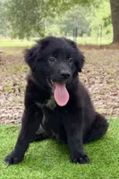 Clay, a male Great Pyrenees and Newfoundland for sale in Conroe, TX – 2 of 10