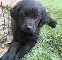 Sparrow, a male Newfoundland and Golden Retriever for sale in Conroe, TX – 8 of 9