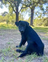 Rosie, a female Great Pyrenees and Newfoundland for sale in Conroe, TX – 4 of 10