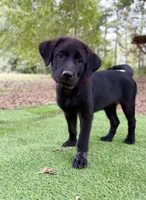 Starflight, a female Great Pyrenees and Newfoundland for sale in Conroe, TX – 5 of 9