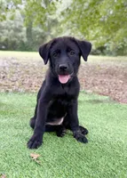Starflight, a female Great Pyrenees and Newfoundland for sale in Conroe, TX – 9 of 9