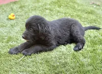 Sparrow, a male Newfoundland and Golden Retriever for sale in Conroe, TX – 7 of 9