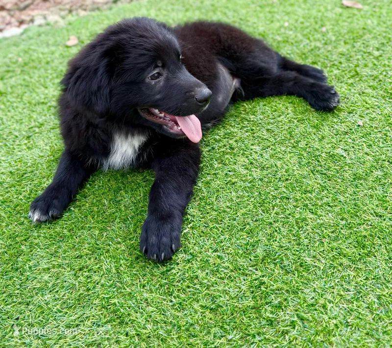 Clay – Great Pyrenees, Newfoundland puppy for sale in Conroe, TX
