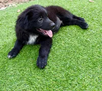 Clay, a male Great Pyrenees and Newfoundland for sale in Conroe, TX – 1 of 10