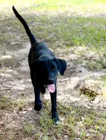 Clover, a male Newfoundland and Golden Retriever for sale in Conroe, TX – 2 of 10