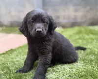 Sparrow, a male Newfoundland and Golden Retriever for sale in Conroe, TX – 6 of 9