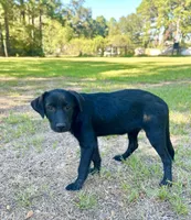 Rosie, a female Great Pyrenees and Newfoundland for sale in Conroe, TX – 5 of 10