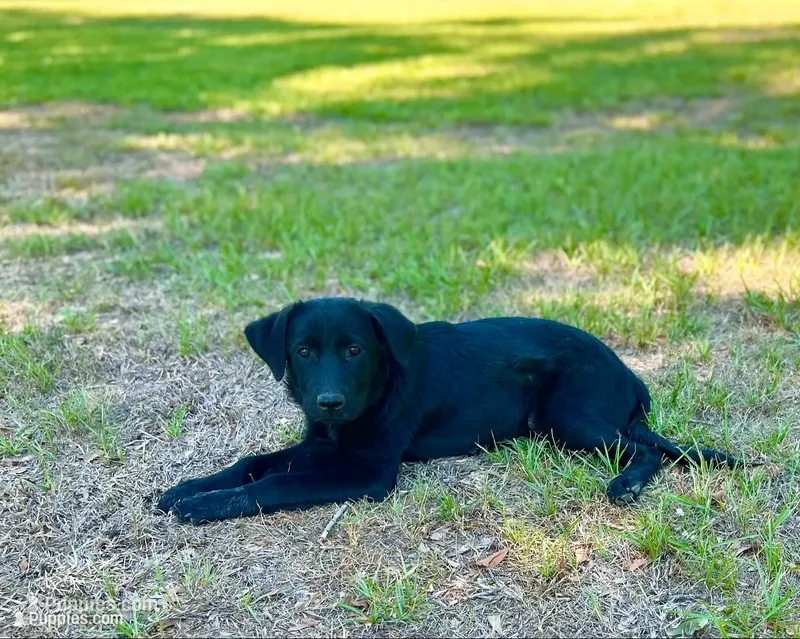 Rosie – Great Pyrenees, Newfoundland puppy for sale in Conroe, TX
