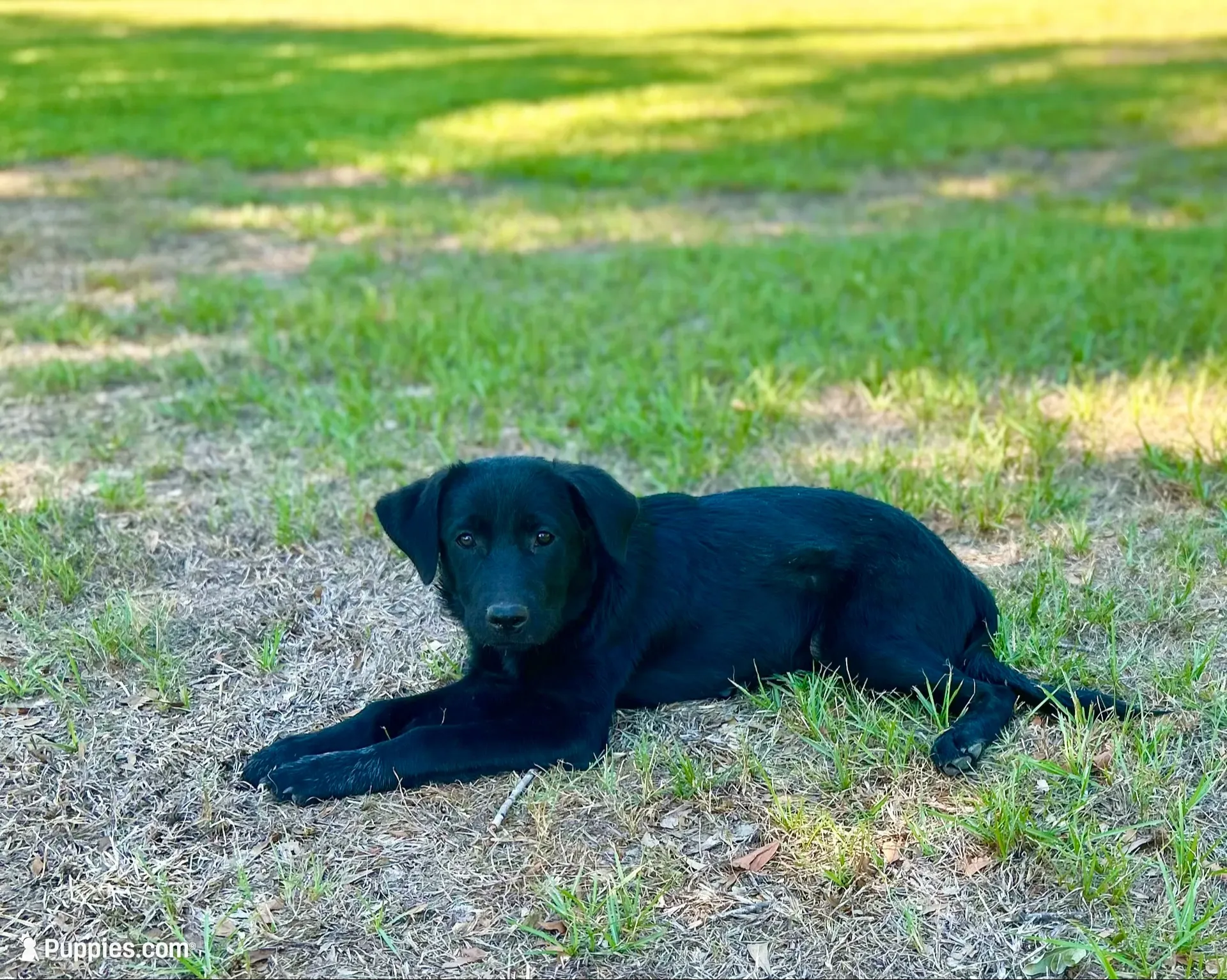 Rosie, a female Great Pyrenees and Newfoundland for sale in Conroe, TX – 1 of 10