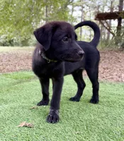 Starflight, a female Great Pyrenees and Newfoundland for sale in Conroe, TX – 7 of 9
