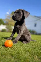 Luna, a female Cane Corso for sale in Greer, SC – Photo 1 of 2