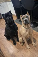 Luna, a female Cane Corso for sale in Greer, SC – Photo 2 of 2