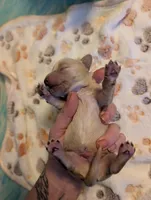 Cream hidden dapple long haired Boy, a male Miniature Dachshund for sale in Vonore, TN – Photo 3 of 5