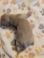 Cream hidden dapple long haired Boy, a male Miniature Dachshund for sale in Vonore, TN – Photo 1 of 5