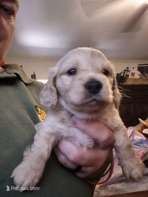 Cream hidden dapple long haired Boy – Miniature Dachshund puppy for sale in Vonore, TN