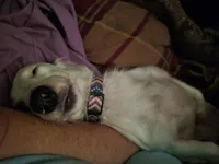 Patch , a female Miniature Dachshund for sale in Vonore, TN – 2 of 2