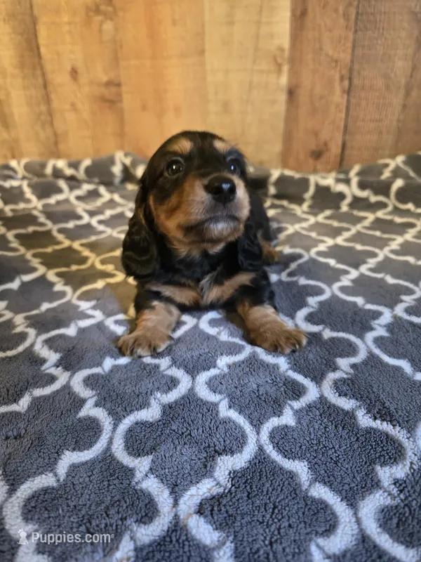 long haired black and tan male – Miniature Dachshund puppy for sale in Vonore, TN