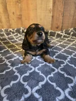 long haired black and tan male, a male Miniature Dachshund for sale in Vonore, TN – 1 of 1