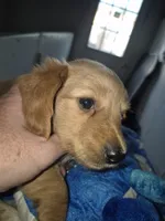 LH AKC red cream boy, a male Miniature Dachshund for sale in Vonore, TN – 2 of 5